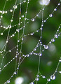 2005 Spider Net